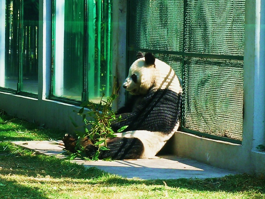 mexico panda