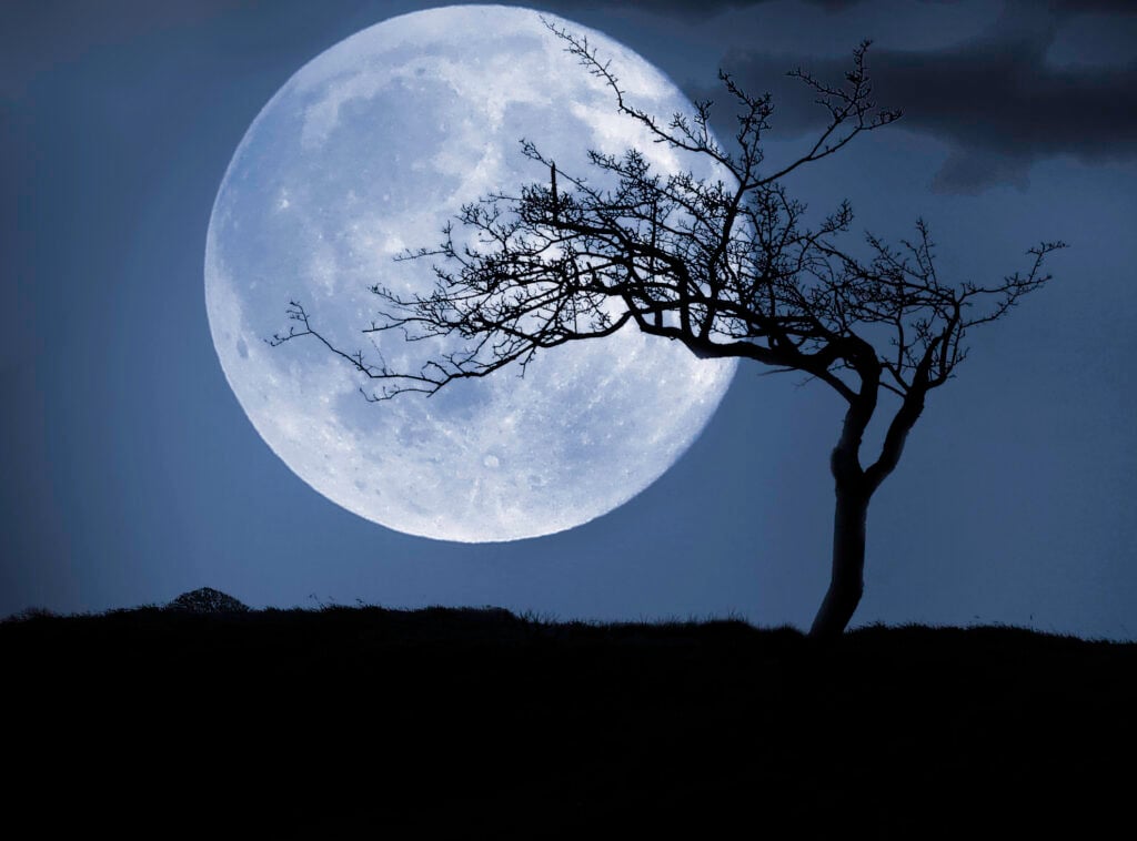 nasa moon tree