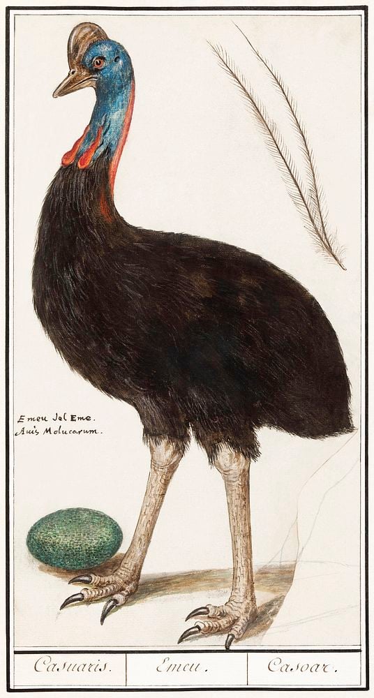 Cassowary | Is this the most dangerous bird in the world? | Great Big Story