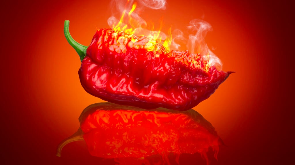 hottest chili in the world