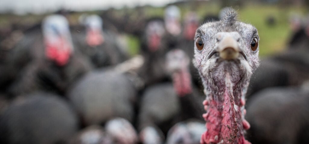 biggest turkey turkey facts