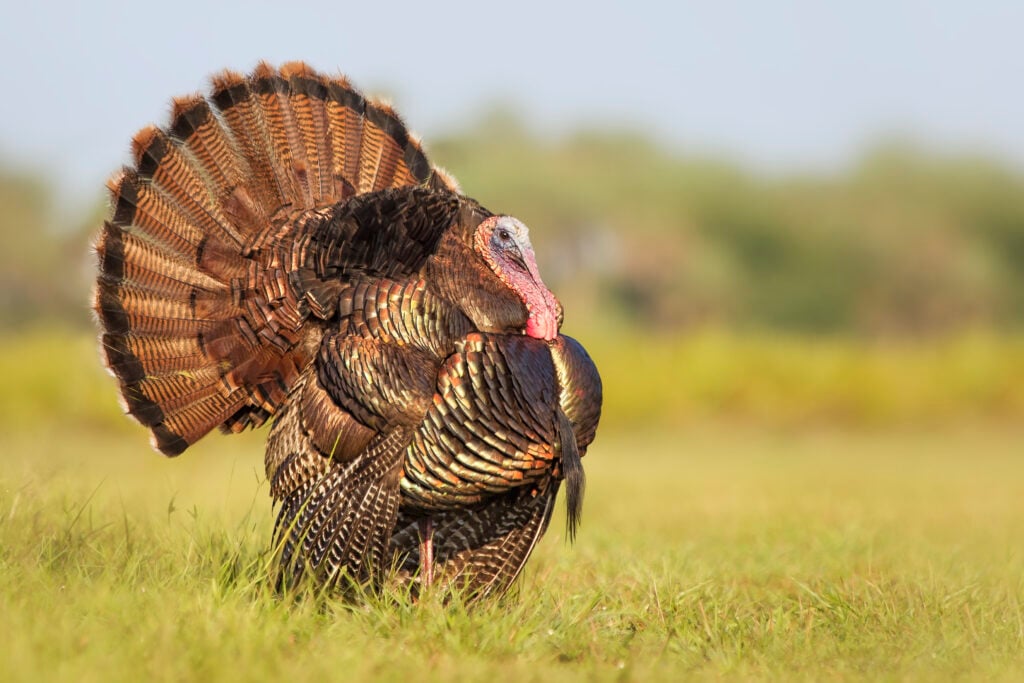 biggest turkey turkey facts
