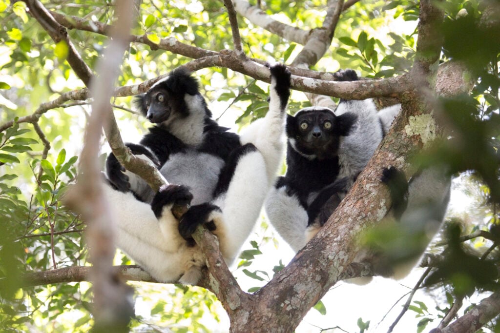 the giant lemurs with rhythm