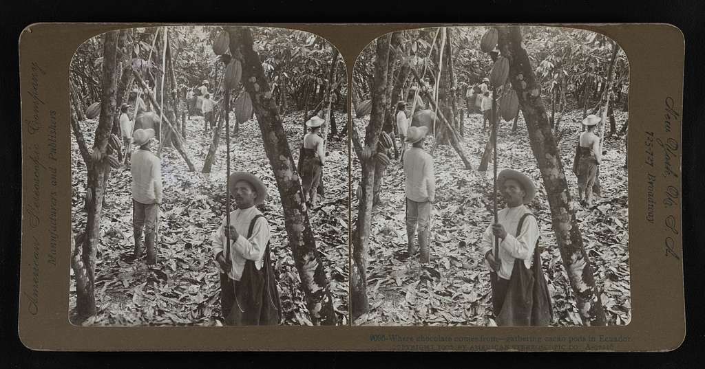 cacao pod farmers ecuador 1907