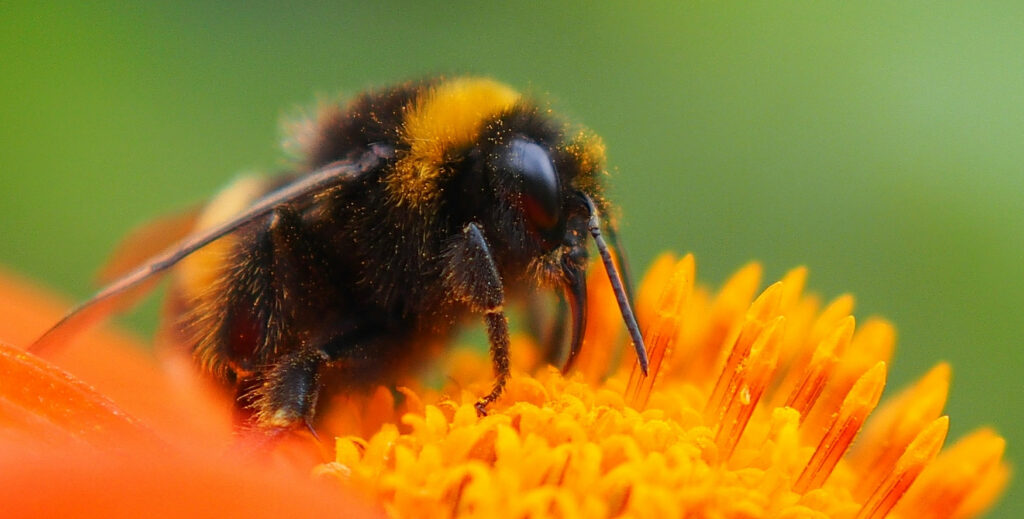 bumblebee words to make you sigh susie dent