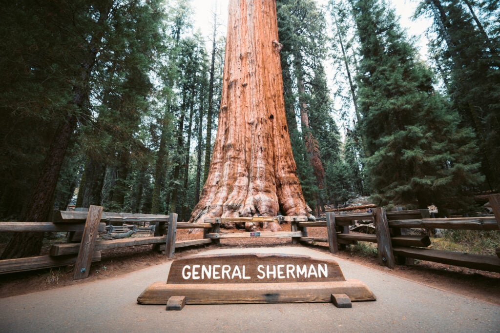 general sherman world's largest tree
