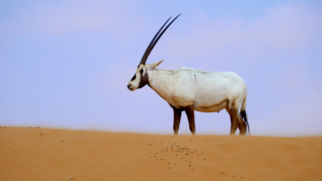 arabian oryx survive extinction