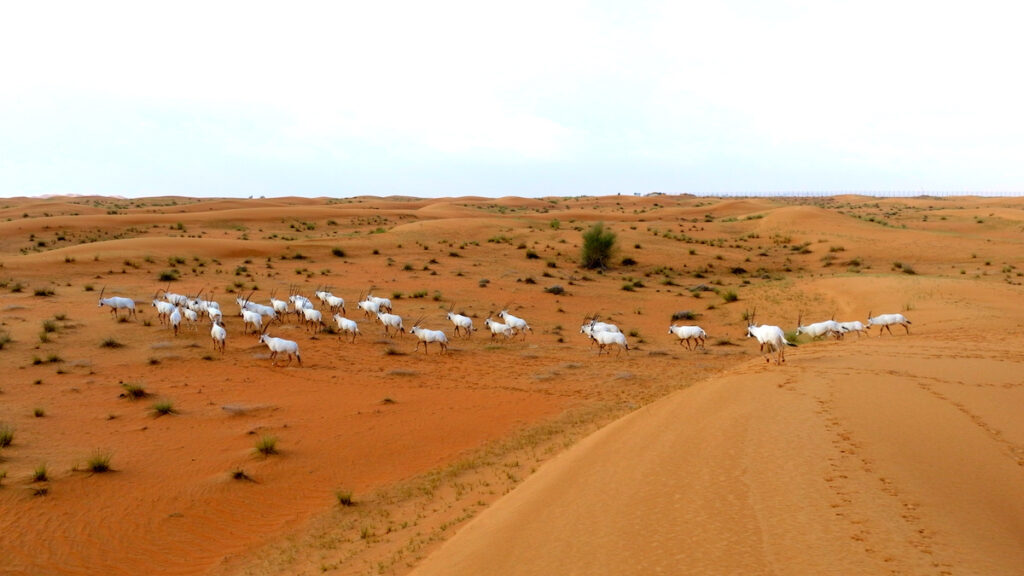 arabian oryx survive extinction